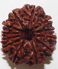 12 mukhi 26919 27mm